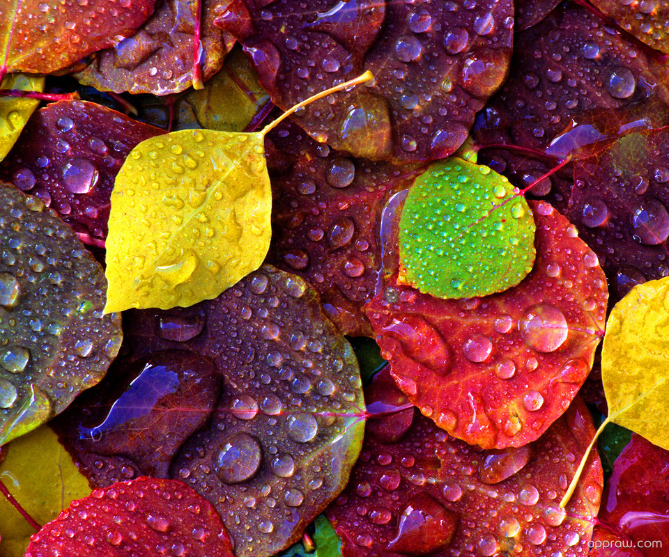 Water Drops On Leaves Wallpaper download - Colourful HD Wallpaper - Appraw