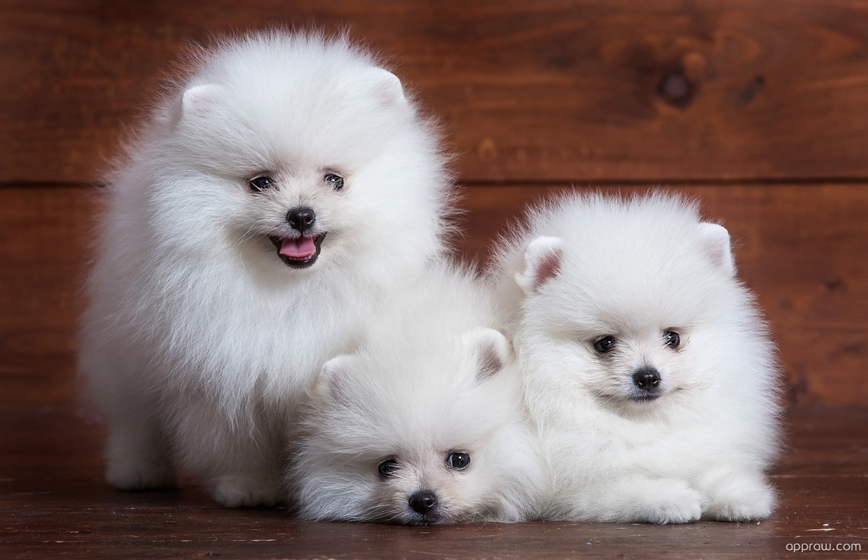 Cute White Pomeranian Puppies Wallpaper download Dog HD
